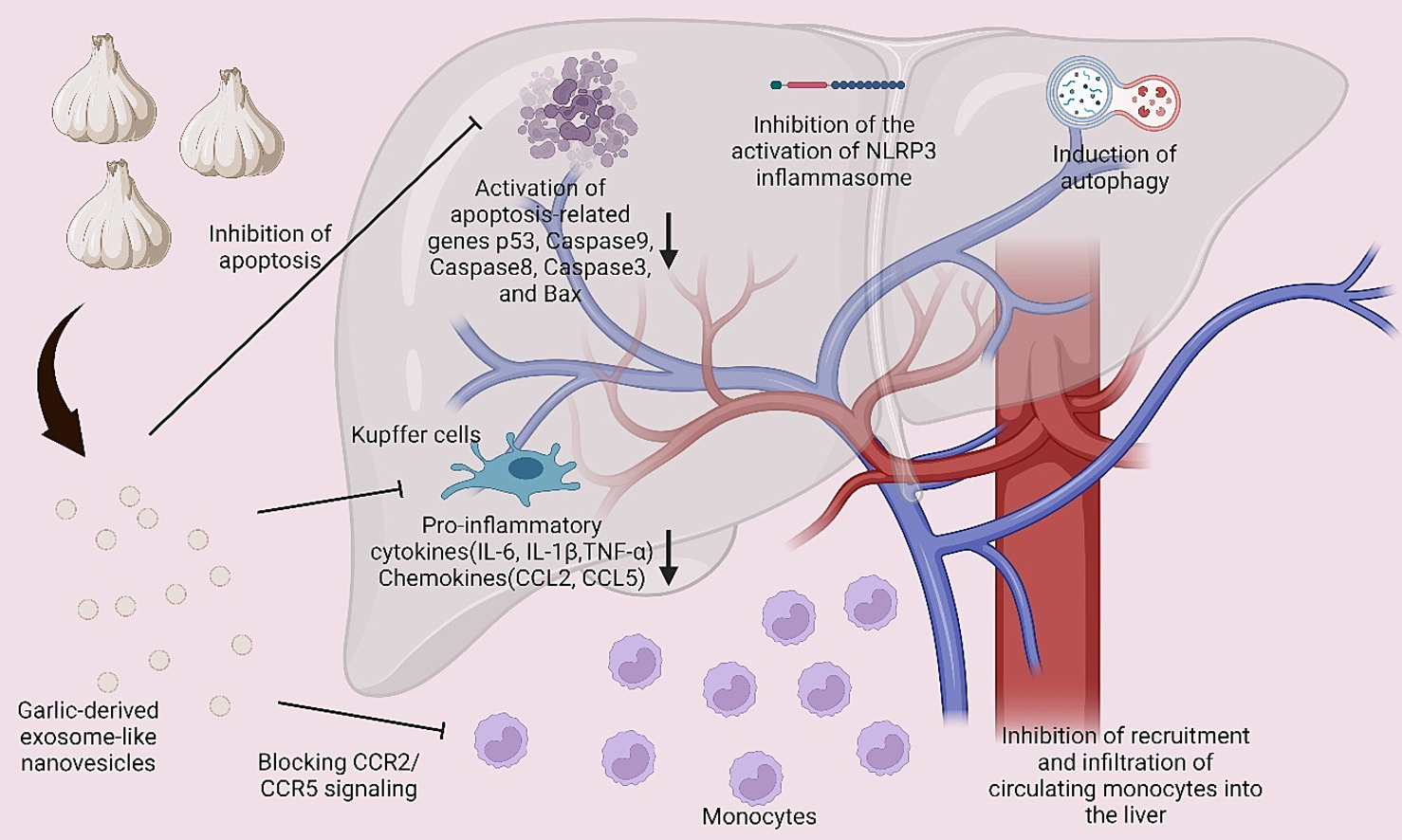 Garlic-derived exosomes for liver protection.